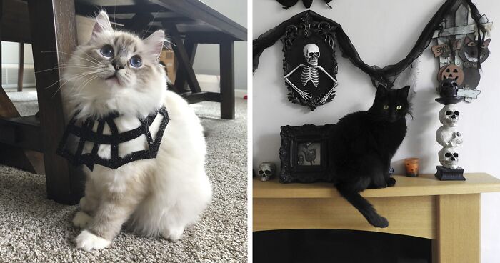 17 Cat Photos To Lift Your Halloween Spirits