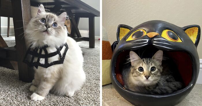 17 Of The Most Creative Halloween-Themed Photos Of Cats From Our Annual Competition