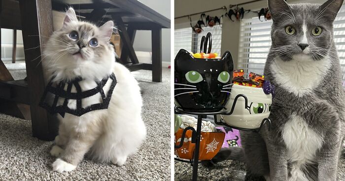 17 Cat Photos That Might Uplift Your Spooky Spirits This Halloween