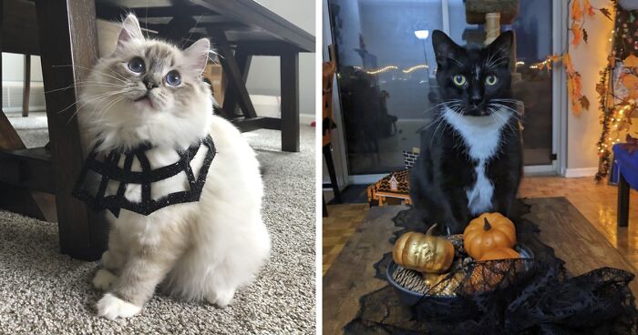 17 Spooktacular Halloween-Themed Cat Photos From Our Annual Contest