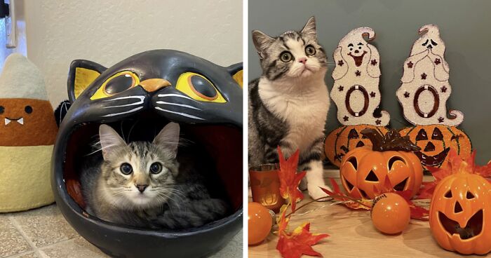 17 Spooktacular Halloween-Themed Cat Photos From Our Annual Contest