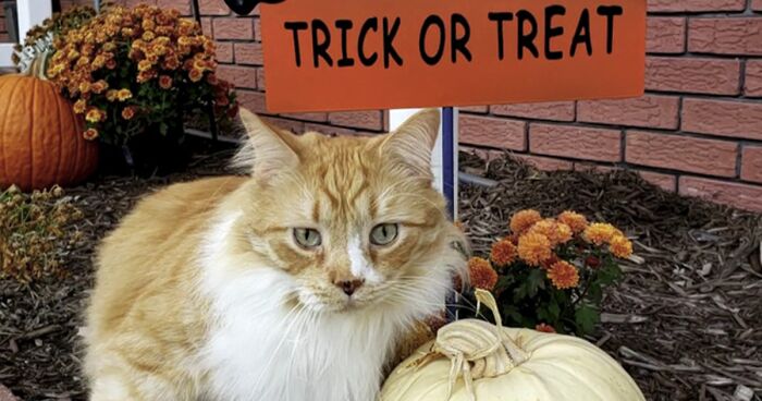 17 Spooktacular Halloween-Themed Cat Photos From Our Annual Contest