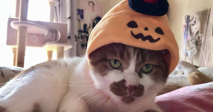 17 Meow-velously Spooky Halloween Cat Photos From Our Competition