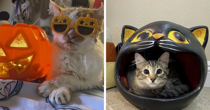 17 Of The Best Halloween-Themed Cat Photos Submitted To Our Competition