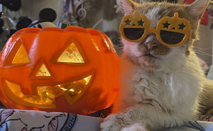 17 Spooktacular Halloween-Themed Cat Photos From Our Annual Contest