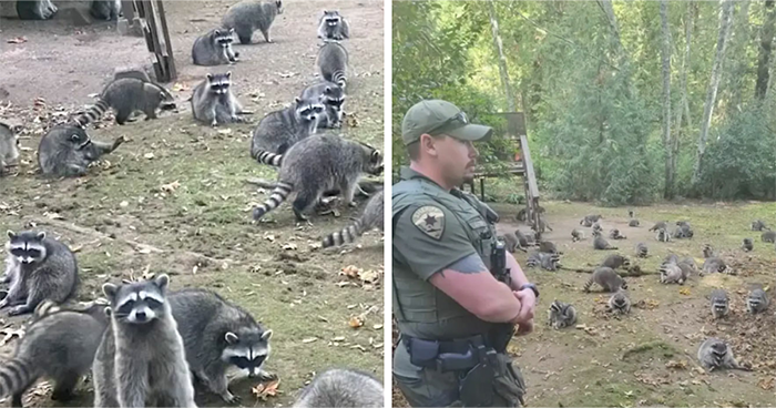 “Her Own Damn Fault!”: Woman Calls 911 After Over 100 Raccoons Swarm Her Yard “Demanding Food”