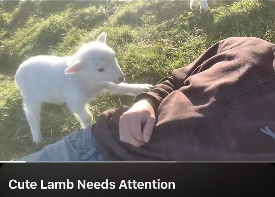 Cute lamb nudging a person lying on grass, seeking attention in a funny moment.