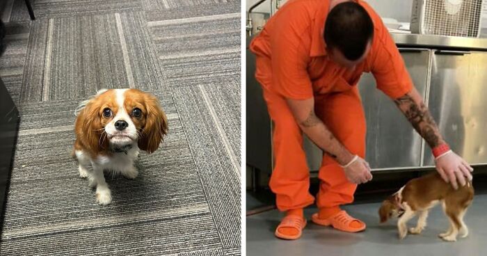 “It Broke My Heart”: Prison’s Comfort Dog “Viciously Attacked” While Greeting An Inmate