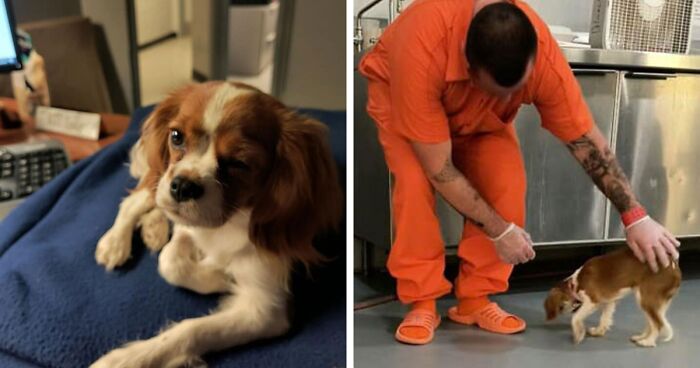 Video Shows Inmate’s “Vicious” Attack Of Jail’s Therapy Dog