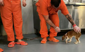 Josie, 13-Month-Old Therapy Dog, Is “Viciously” Attacked While Greeting Inmate