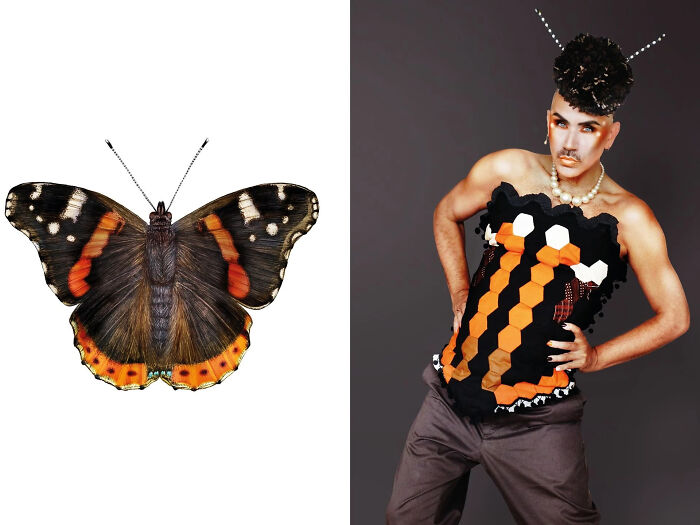 Red Admiral Butterfly (Vanessa Atalanta) - With Home Made Patchwork Quilt Corset