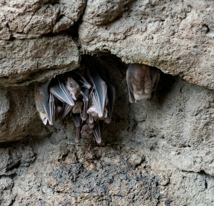 “2,055 Brown Recluse Spiders Were Collected”: 30 “Today I Learned” Facts, From Shocking To Cool