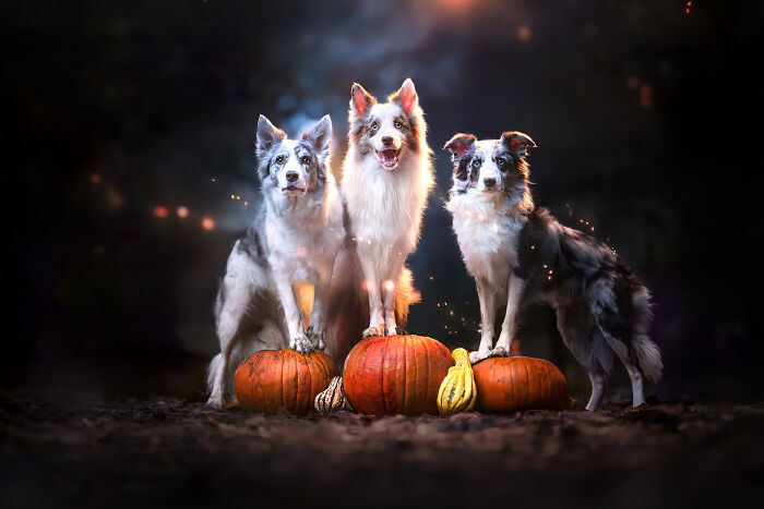 Ciri, Bordo And Ghost Witching You A Spooky Halloween