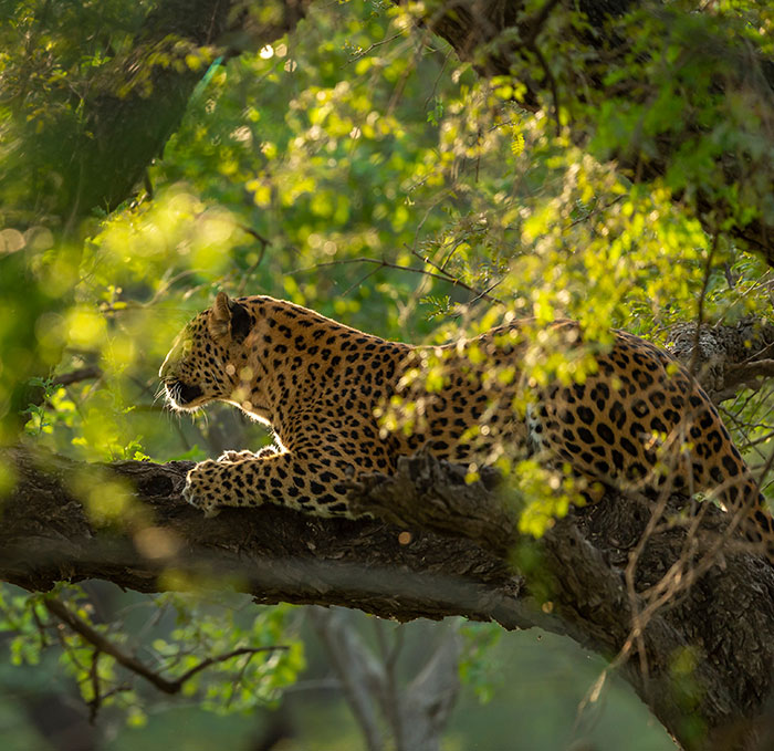 Leopard Attacks People Who Teased And Lured It Out Of Woods, Caught On Video: “Serves Them Right”