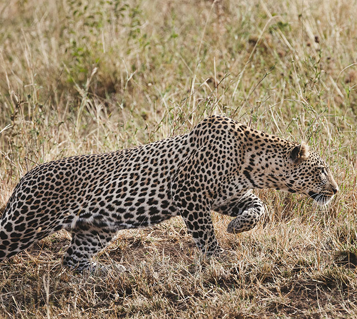 Leopard Attacks People Who Teased And Lured It Out Of Woods, Caught On Video: “Serves Them Right”