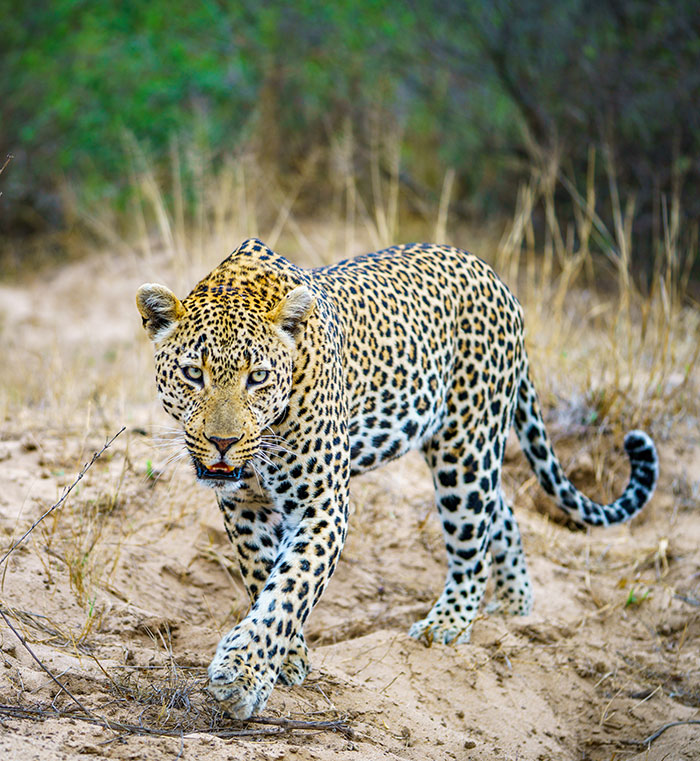 Leopard Attacks People Who Teased And Lured It Out Of Woods, Caught On Video: “Serves Them Right”