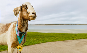 Local Goat Accidentally Enters A Half Marathon In Newfoundland And Wins A Medal