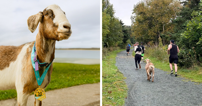 Local Goat Accidentally Enters A Half Marathon In Newfoundland And Wins A Medal