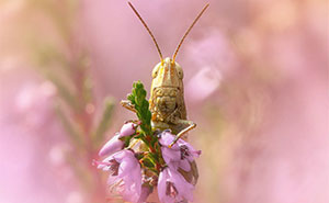 Through My Macro Photography, I’m Discovering The Hidden World Around Us (28 Pics)