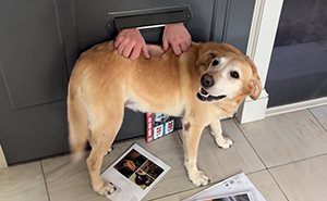 Mailman Finds A Hilarious Way To Greet Beloved Dog Each Morning On His Route