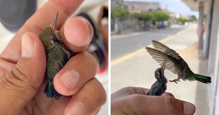 Brazilian Man Rescues A Baby Hummingbird, Soon Surprised By Its Mom Visiting Them