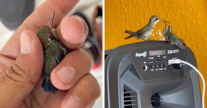 This Guy Saved A Baby Hummingbird And Soon Found Out She Wasn’t Alone