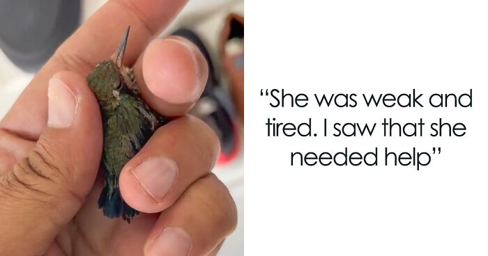 This Guy Took Care Of A Little Hummingbird Until She Was Strong Enough To Fly Again On Her Own