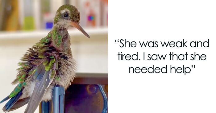 Edy Varela From Brazil Rescued A Little Hummingbird But Soon Realized She Wasn’t Alone