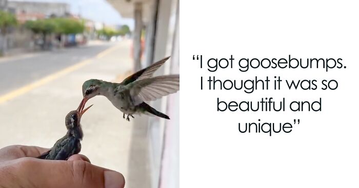 This Guy Saved A Baby Hummingbird And Soon Found Out She Wasn’t Alone