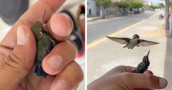 This Guy Saved A Baby Hummingbird And Soon Found Out She Wasn’t Alone