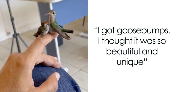 Man Rescues Exhausted Hummingbird And Lovingly Nurses It Back To Full Strength