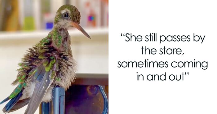 Man Rescues Baby Hummingbird, Cares For It Until It’s Strong Enough To Be Independent