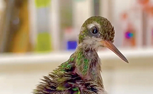 This Guy Saved A Baby Hummingbird And Soon Found Out She Wasn’t Alone