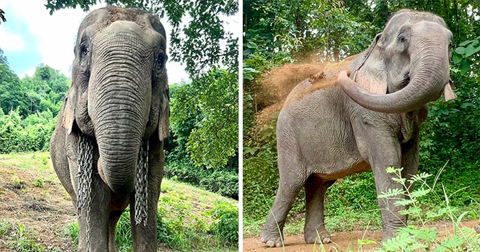 Mare Noi, An Elephant That Endured Cruelty For 41 Years, Is Finally Free Of Her Chains