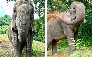 Mare Noi, An Elephant That Endured Cruelty For 41 Years, Is Finally Free Of Her Chains