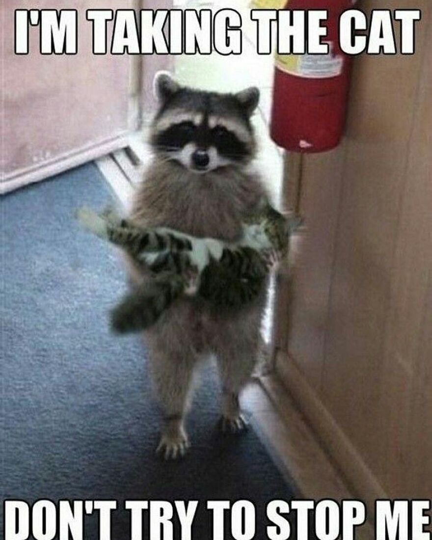 Raccoon humorously holding a cat, captioned "I'm taking the cat, don't try to stop me." 