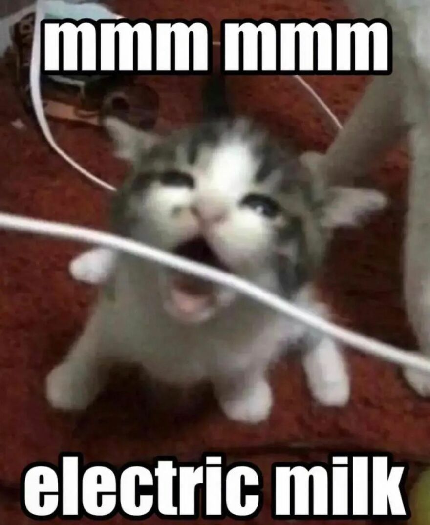 Funny cat meme with kitten biting a cable, captioned “mmm mmm electric milk.”