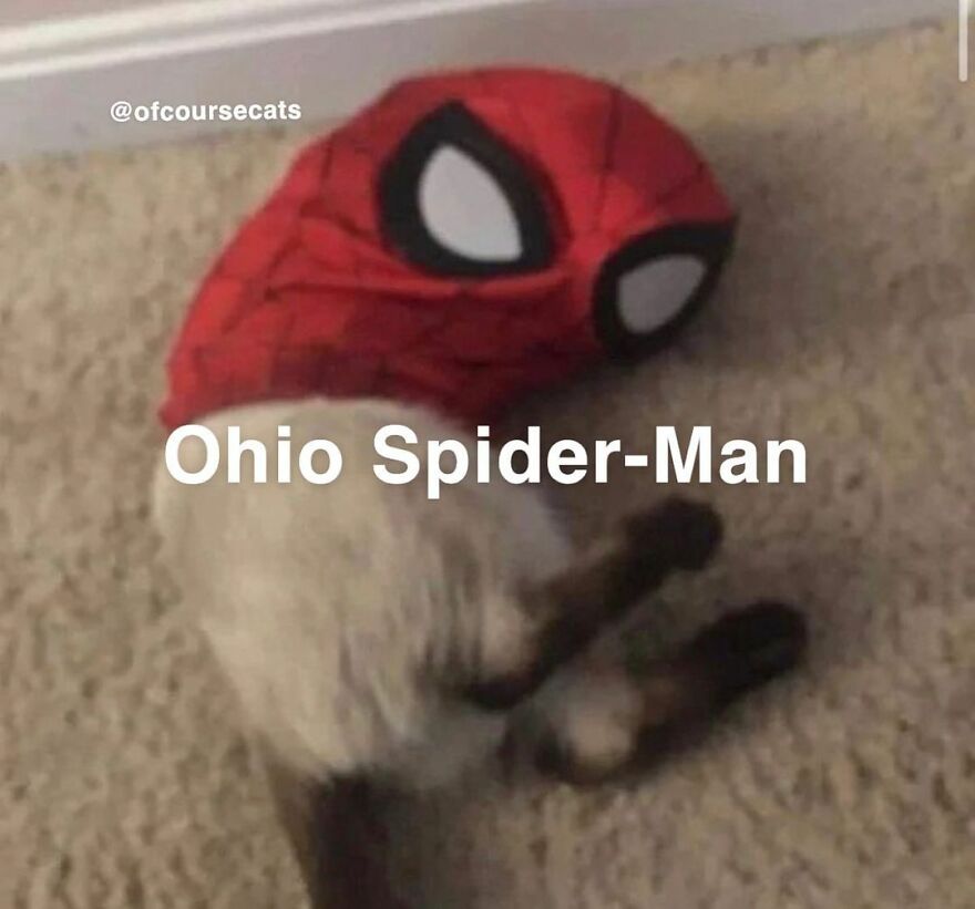 Funny cat meme with a cat wearing a Spider-Man mask, labeled "Ohio Spider-Man."