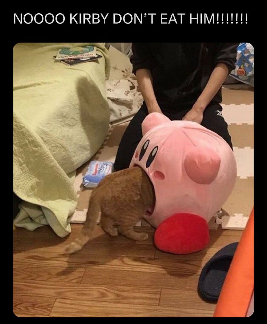 Funny cat meme with a cat's head inside a Kirby plush, creating a humorous scene.