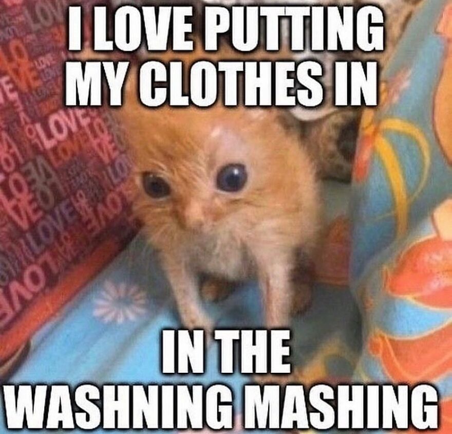 Cute kitten with wide eyes, captioned with a funny quote about washing clothes. 