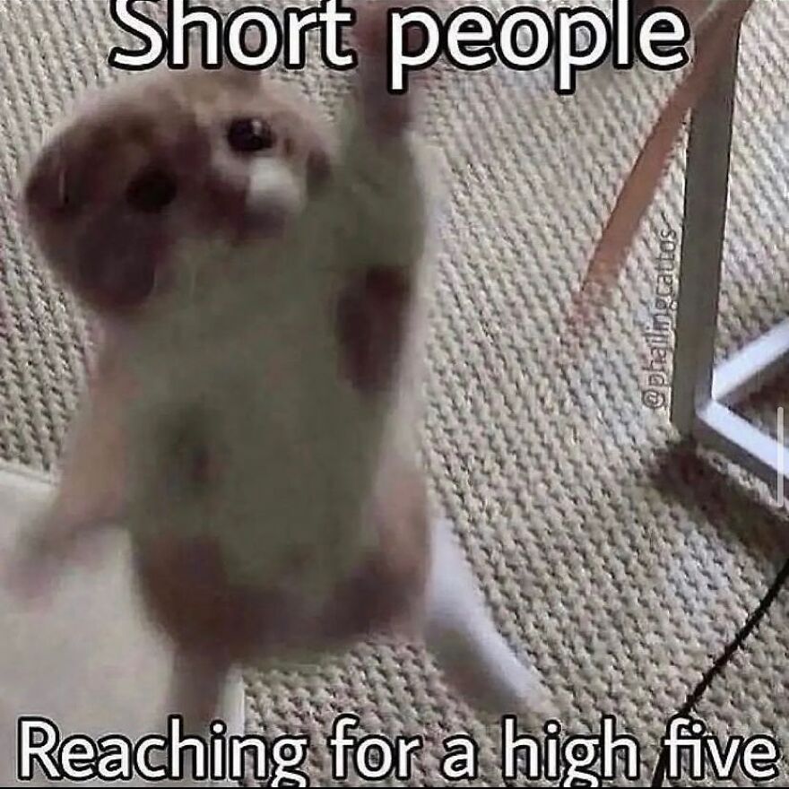 Funny cat meme with a cat reaching up, humorously captioned about short people.