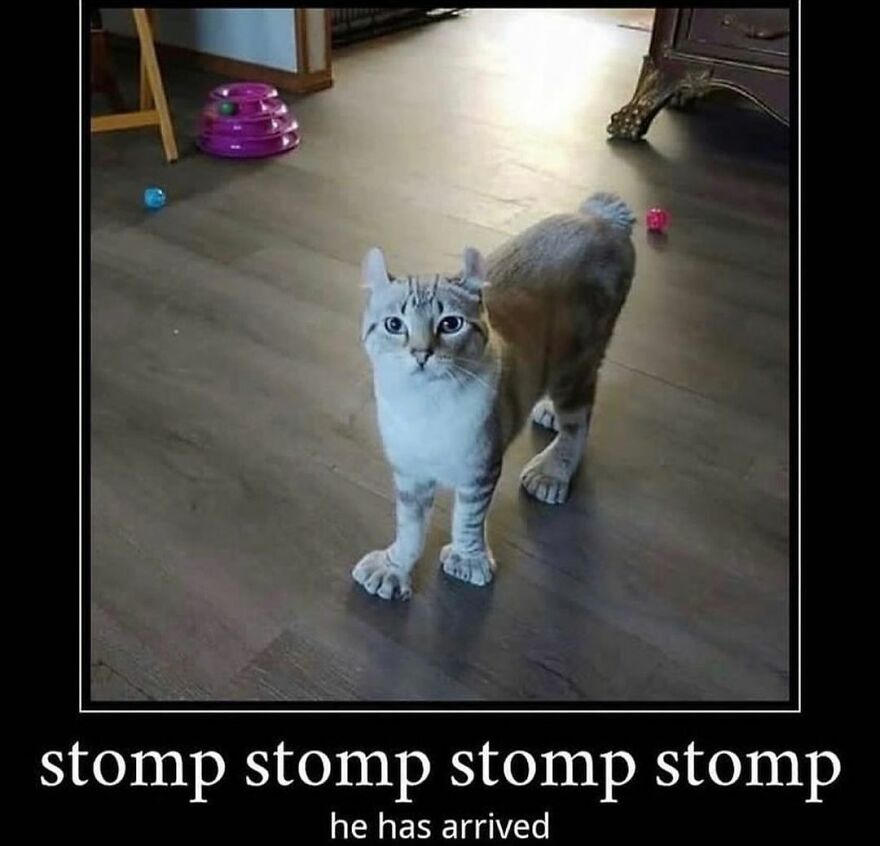 Funny cat meme showing a determined cat stomping across the floor.