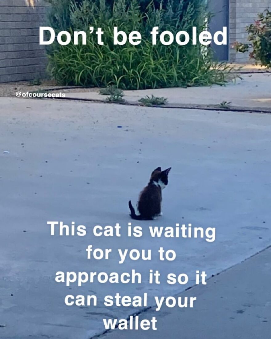 A funny cat meme showing a cat sitting, with text about it stealing your wallet.