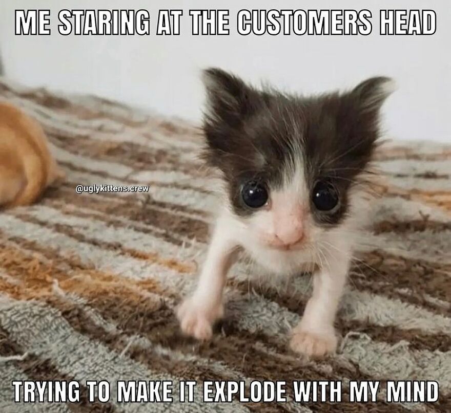 Funny cat meme with a wide-eyed kitten staring intensely on a carpet.