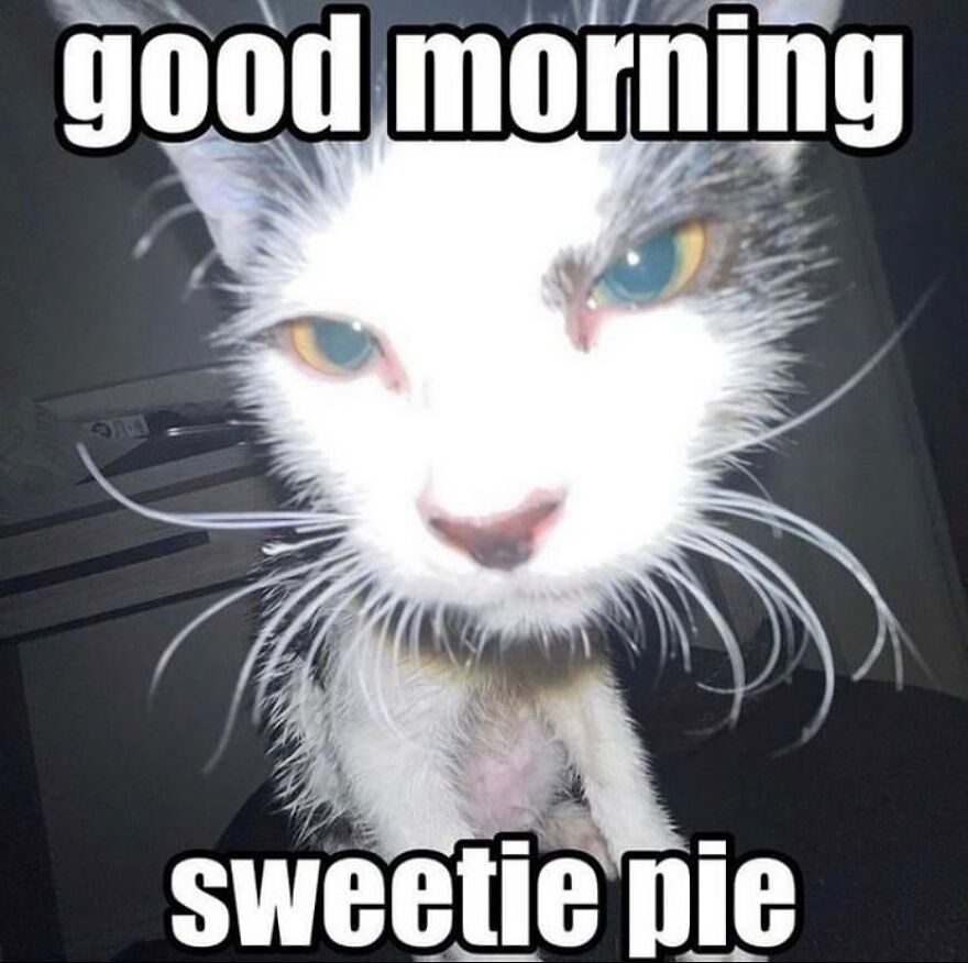 Wet cat looking silly with text "good morning sweetie pie", a perfect example of funny cat memes.