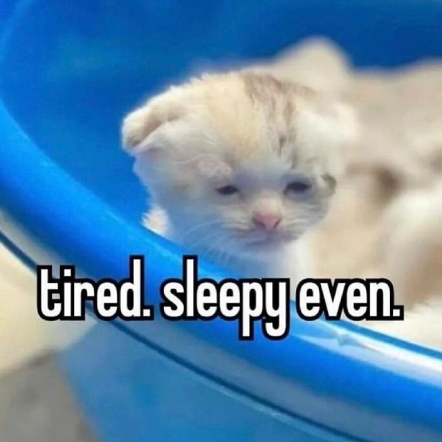 A sleepy kitten in a blue container, with text overlay "tired. sleepy even." - funny cat meme.