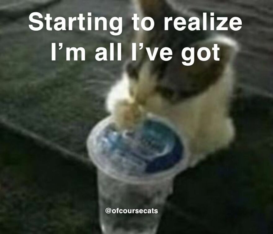 A cat with a cup, realizing it's all got, funny cat meme.