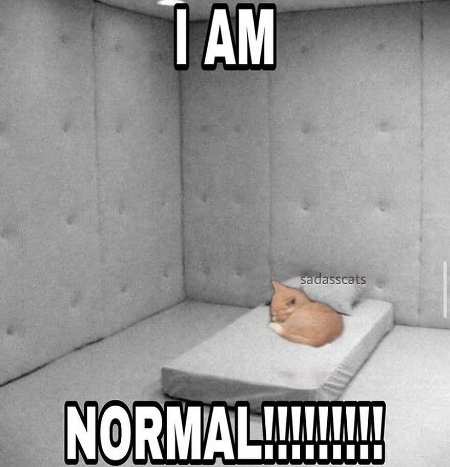 Funny cat meme with a cat lying on a bed in a padded room, text reads "I AM NORMAL".