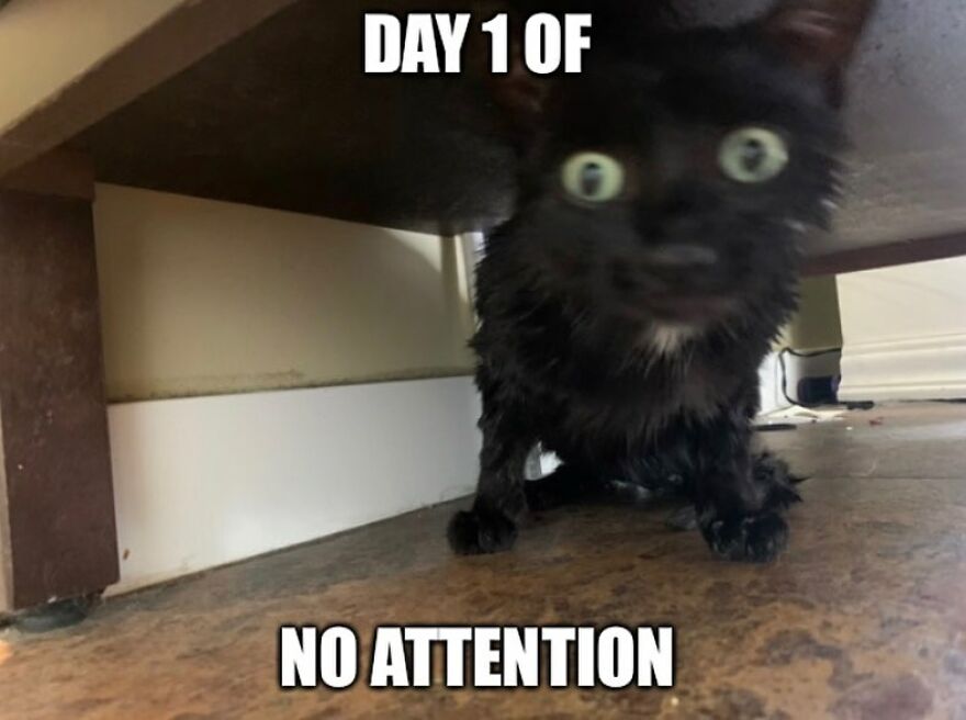 Wet black cat looking surprised under a table, captioned with "Day 1 of no attention," featuring a funny cat meme.