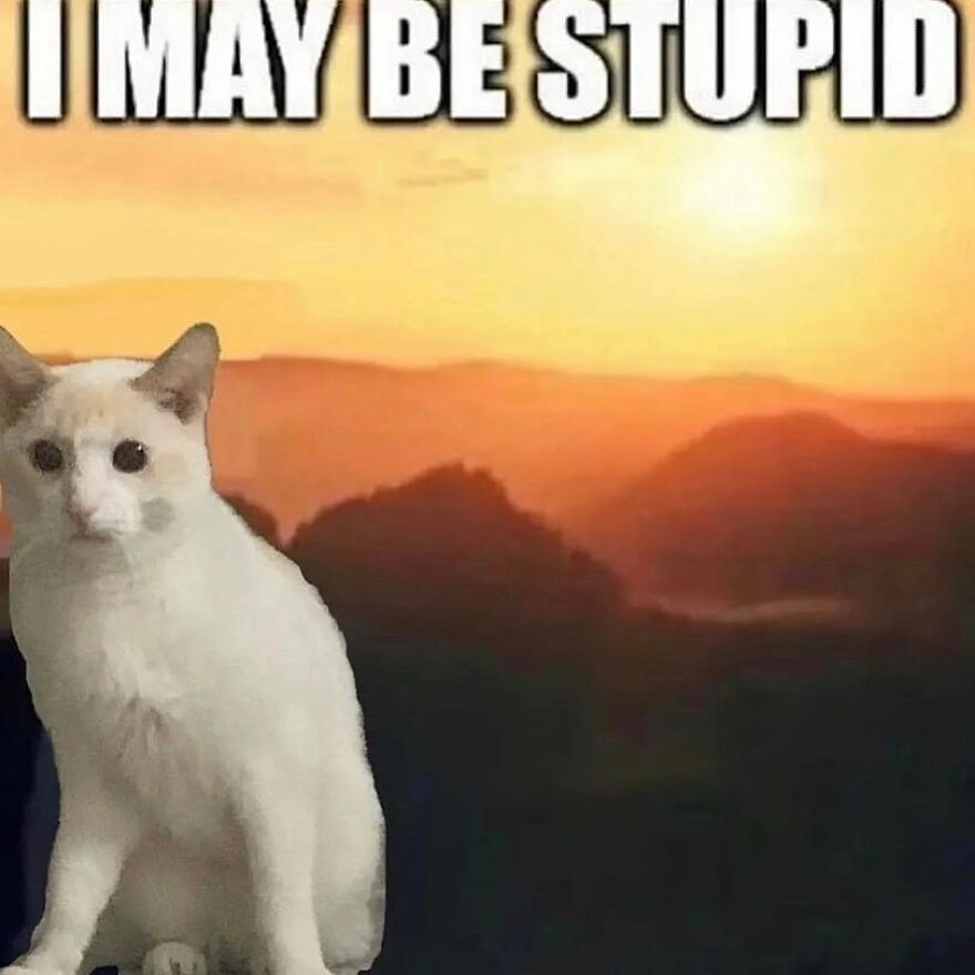 Funny cat meme with text "I may be stupid" over a sunset background.